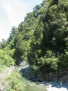 A closer look at the bush in the Kaitoke area.
