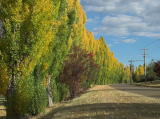 Looking south along Church Street in Cooma. Autumn is on the way.