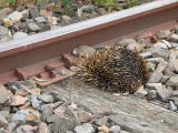 An echidna in the four-foot, near the Old Cooma Road crossing.
